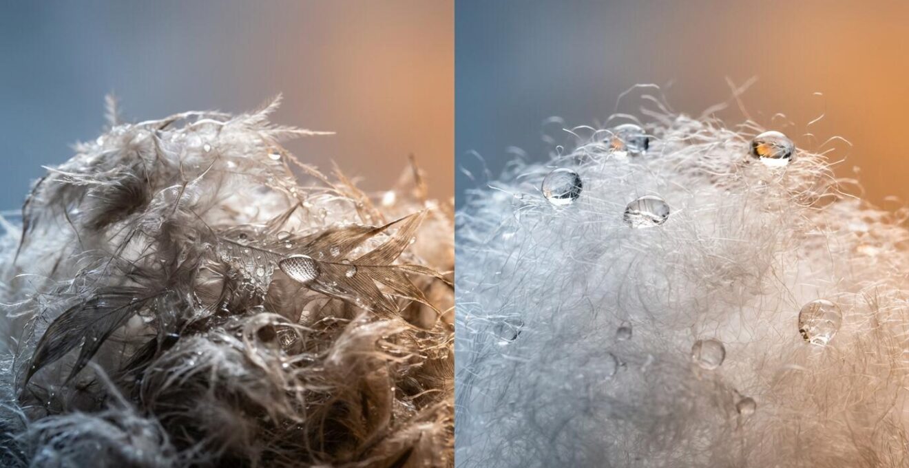 Comparaison visuelle entre duvet naturel et isolation synthétique dans conditions humides