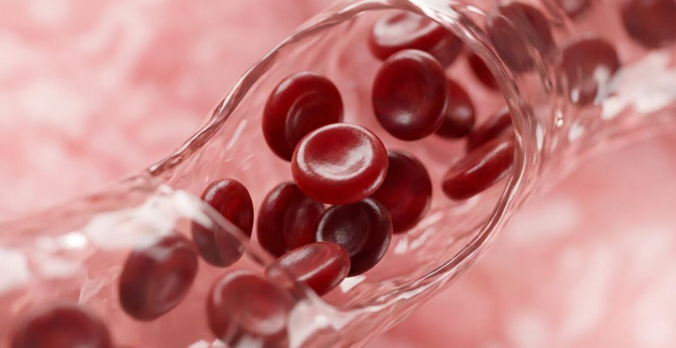 Globules rouges en circulation sanguine photographiés en macro